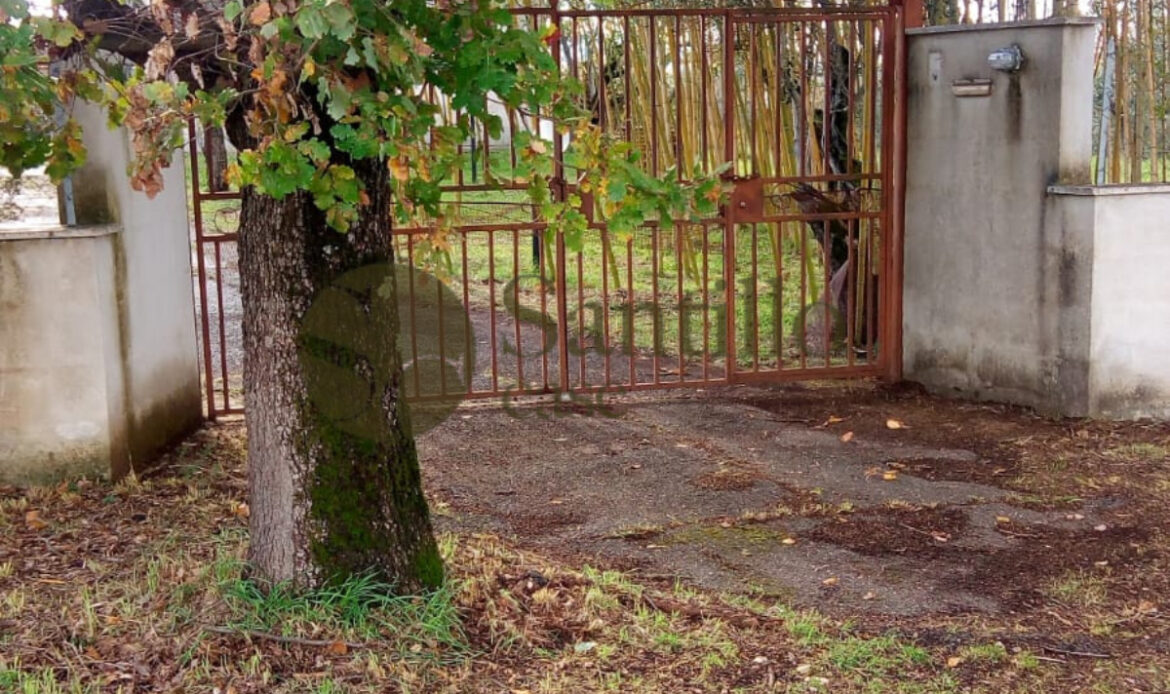 Galleria immagini